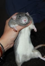 rat