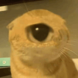 one-eye-cat