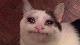 kot-crying