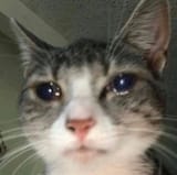 1724111984750900