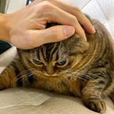 kot-competitive-petting