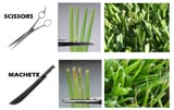 Reel+vs+Rotary+Cut+Grass