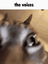going-crazy-hearing-voices-head-shake-cat-meme-dn324io4vaak5q7y