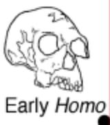 early_homo