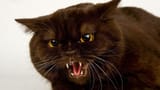 angry-cat