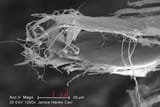 Asbestos_SEM_%2813125285594%29