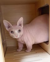 naked_molecat