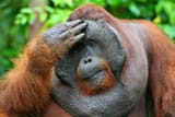 concerned orangutang