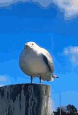 1726001656233685