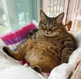 cat look