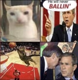 bush