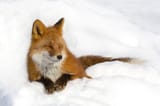 red-fox-in-the-snow