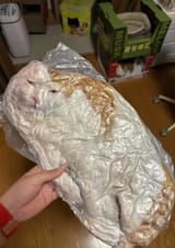 Thread 106166064 OP Image