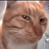 5891-cat-sus