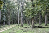 teak