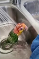 bird soaked
