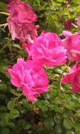 IMG_20250614_125254_1