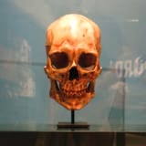 Kennewick_Man