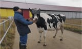 cow richer than you