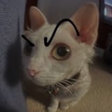 1700592061112340 Png