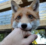 o-PUDDING-THE-FOX-570