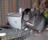 ratcancer