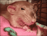 ratto fist