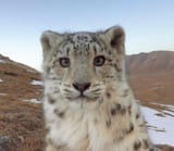 i really like this cat