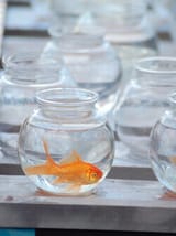 carnival-goldfish-game-3196394627