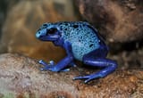 960px-Dendrobates_azureus_qtl1