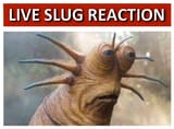 slug