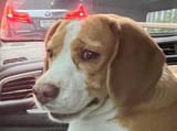 dogdisgust