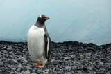Brown_Bluff-2016-Tabarin_Peninsula–Gentoo_penguin_(Pygoscelis_papua)_03