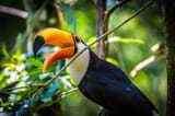 Toucan