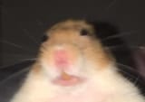 1742731707060320