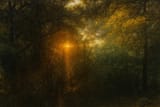 20250629_1306_Sunrise in Forest_remix_01jyxnsamgexyaz6fvgg4f6kea