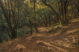 20250629_1314_Shishkin-Style Forest Painting_remix_01jyxp6x7efta846w6r4yet6by
