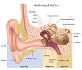ear-snails