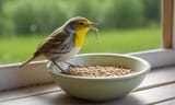 bird