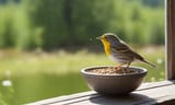 bird