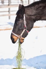 horse puking