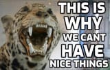 CANT HAVE NICE THINGS 2