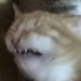 1739334453464