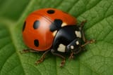 20250701_2101_Ladybug Macro on Leaf_simple_compose_01jz4dryhzer1872216j8ry8vk
