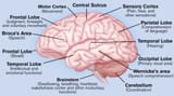 brain