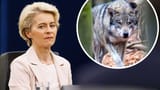 30438900-nach-dem-tod-ihres-ponys-dolly-von-der-leyen-laesst-eu-wolfs-recht-pruefen-2sgodNeyrB70-897320411