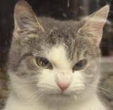 angycat