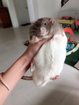 big_rat_4U
