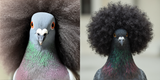 pigeon