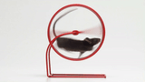 mouseinwheel